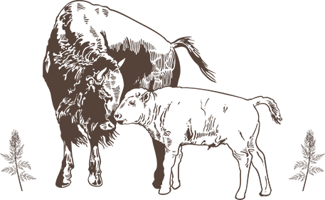 Illustrated bison cow and calf with sage fronds.